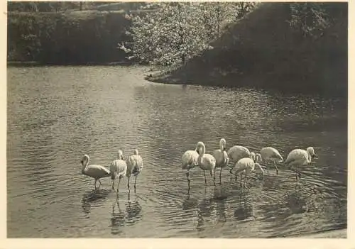Deutsche Gartenschau Stuttgart 1950 flamingo lake