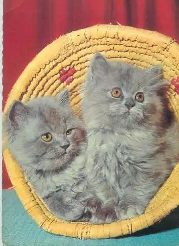Animals cat postcard kitten in a basket 1973