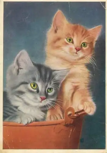 Animals cat postcard kitten in a bucket Jugoslavija stamp 1974