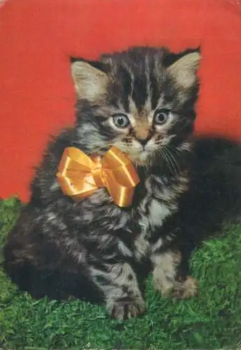 Animals cat postcard kitten black with bow 1968
