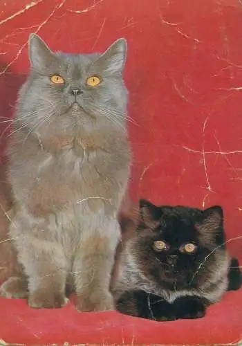 Animals cat postcard kittens grey and black posing 1971