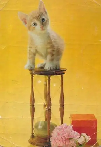 Animals cat postcard kitten cute on a sandclock 1972