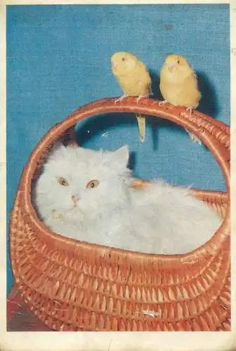 Animals cat postcard kitten expressive face with small birds Germany