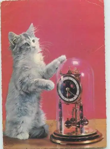 Animals cat postcard kitten with glass clock 1968