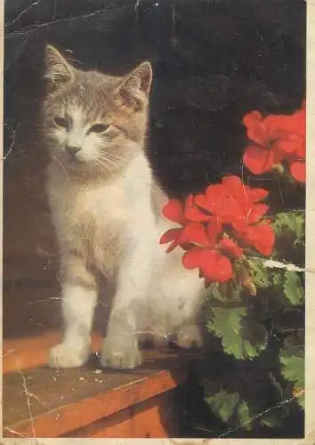 Animals cat postcard kitten with flower 1971 Germany Jugoslavija stamp