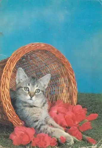 Animals cat postcard kitten in a flower basket 1968 Germany