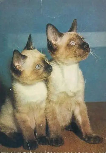 Animals cat postcard kitten siameze twins