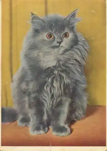 Animals cat postcard kitten puffed up cute fluffy Germany 1969