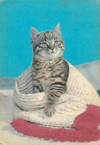 Animals cat postcard kitten  in scarf cute Germany 1969