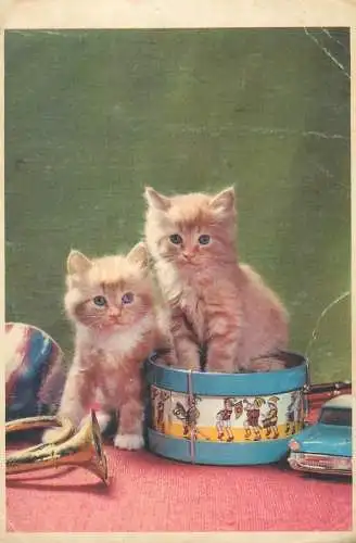 Animals cat postcard kitten in drum set cute Germany 1968
