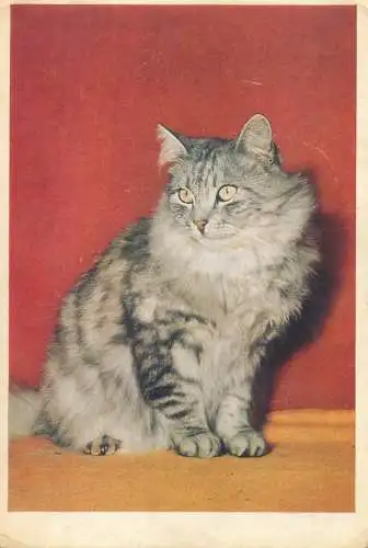 Animals cat postcard majestic elegant proud cute Germany