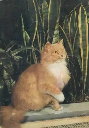 Animals cat postcard majestic elegant