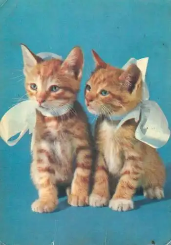 Animals cat postcard 2 kittens very cute with bows 1969