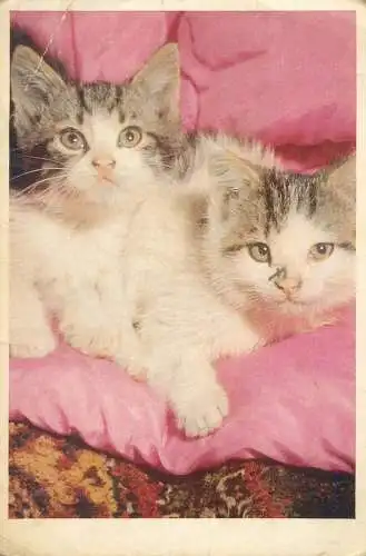Animals cat postcard 2 kittens very cute Germany