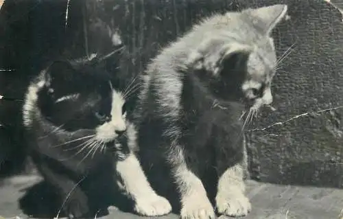 Animals cat postcard 2 kittens very cute 1972 Hungary