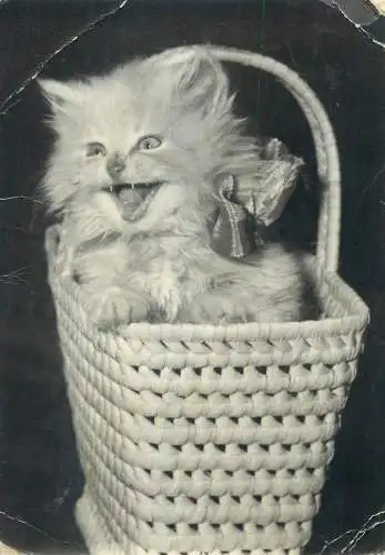 Animals cat postcard kitten in a basket with fangs out