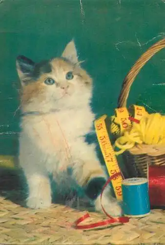 Animals cat postcard kitten next to sewing kit
