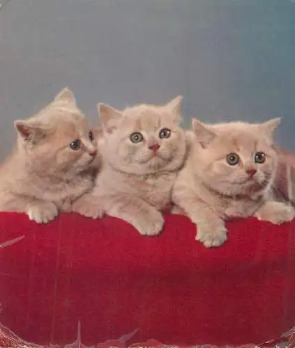 Animals cat postcard kitten on a couch very cute