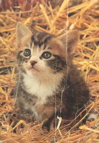 Animals cat postcard kitten in hay Romania 1983