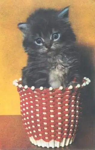 Animals cat postcard kitten in basket