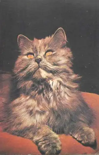 Animals cat postcard young elegant majestic proud
