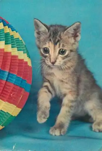 Animals cat postcard young cat with ball