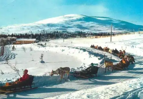 Europe Finland Lapland a caravan of reindeer 1968 postcard