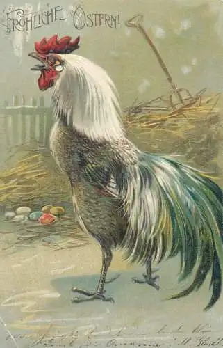 Embossed rooster Easter greetings 1904 postcard