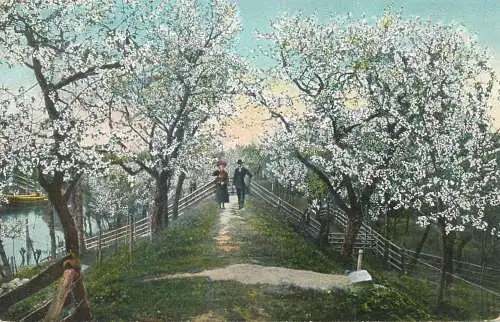 Painting walk in the orchard Altenlande Kirschenland Postcard