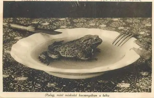 Hungary Miskolc pislog, mint miskolci kocsonyaban a beka hungarian cuisine frog plate comic