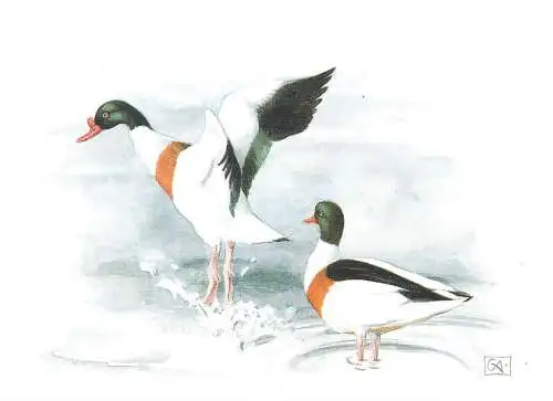 Common shelduck bird TADORNA TADORNA