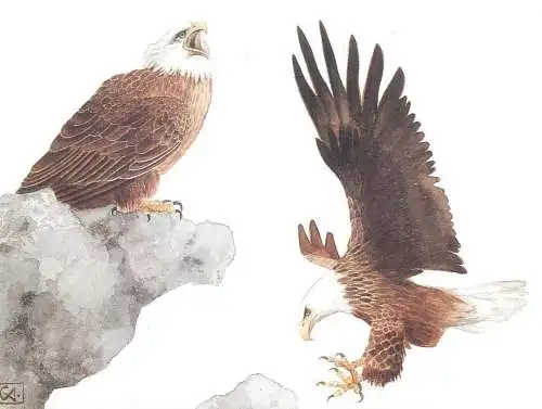 HALIAEETUS LEUCOCEPHALUS BALD EAGLE BIRD