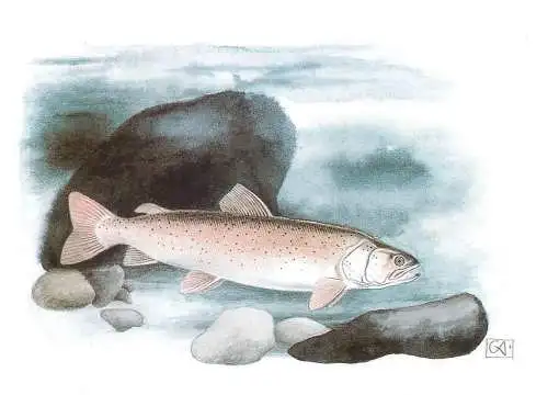 A0156 HUCHO HUCHO FISH HUCHEN DANIBE FRESHWATERS SALMEN (LOSTRITA)