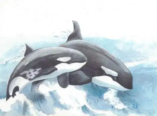 ORCINUS ORCA Killer whale