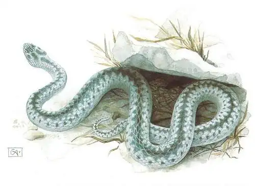A0156 VIPERA BERUS COMMON EUROPEAN VIPER VENOMOUS SNAKE