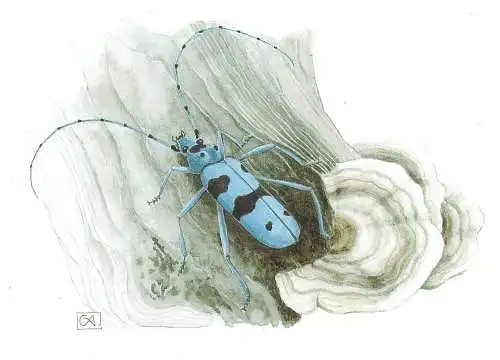 A0156 ROSALIA ALPINA INSECT Rosalia longicorn (family Cerambycidae)