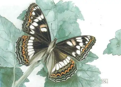LIMENITIS POPULI Poplar admiral butterfly heliconiine clade of the Nymphalidae
