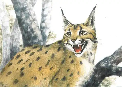 A0156 The Eurasian LYNX LYNX
