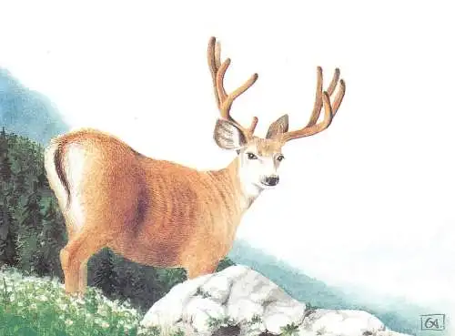 ODOCOILEUS VIRGINIANUS White-tailed Deer postcard