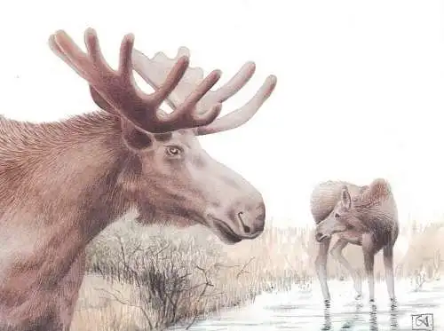Eurasian Elk (Alces alces) Moose postcard