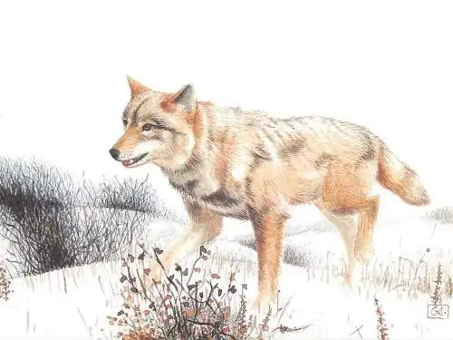 A0156 Canis lupus wolf loup postcard