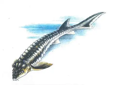 Genus of sturgeons FISH ACIPENSER GULDENSTAEDTI (NISETRU)