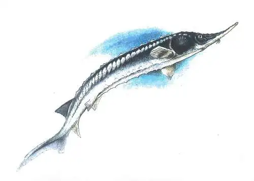 ACIPENSER STELLATUS (PASTRUGA) Starry sturgeon FISH