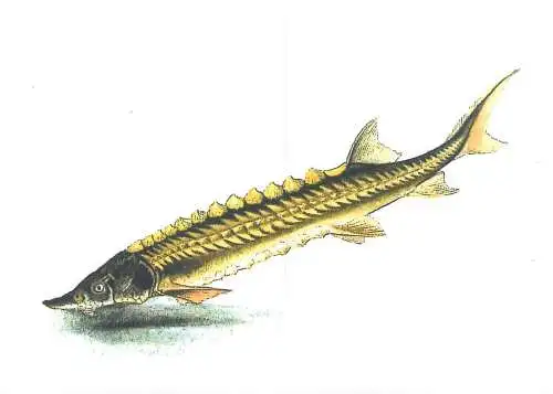 FISH ACIPENSER STURIO European sea sturgeon