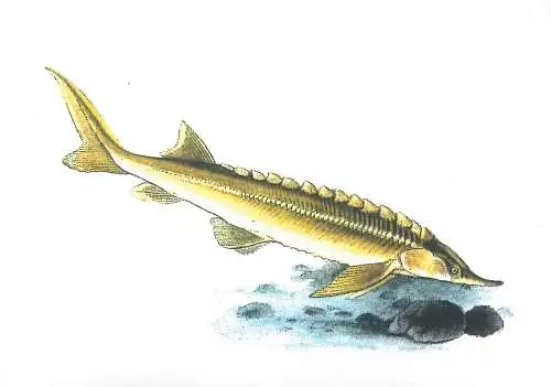 THE STERLET FISH ACIPENSER RUTHENUS sturgeon from Eurasia native