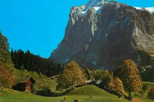 A5186 The Wetterhorn near Grindelwald (Bernese Alps) Switzerland
