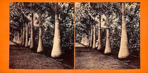 Photography Stereoscopes Side-by-side views Mauritius treees