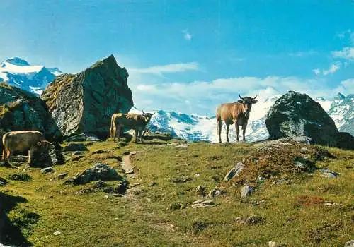 A5179 Switzerland Sils Fextal Oberengandin