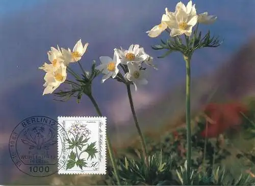 A5378 Alpine flowers mountain narcissus maximumkarte