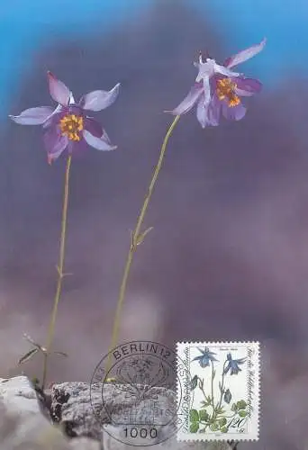 A5378 Alpine flowers Einsiele`s Columbine maximumkarte
